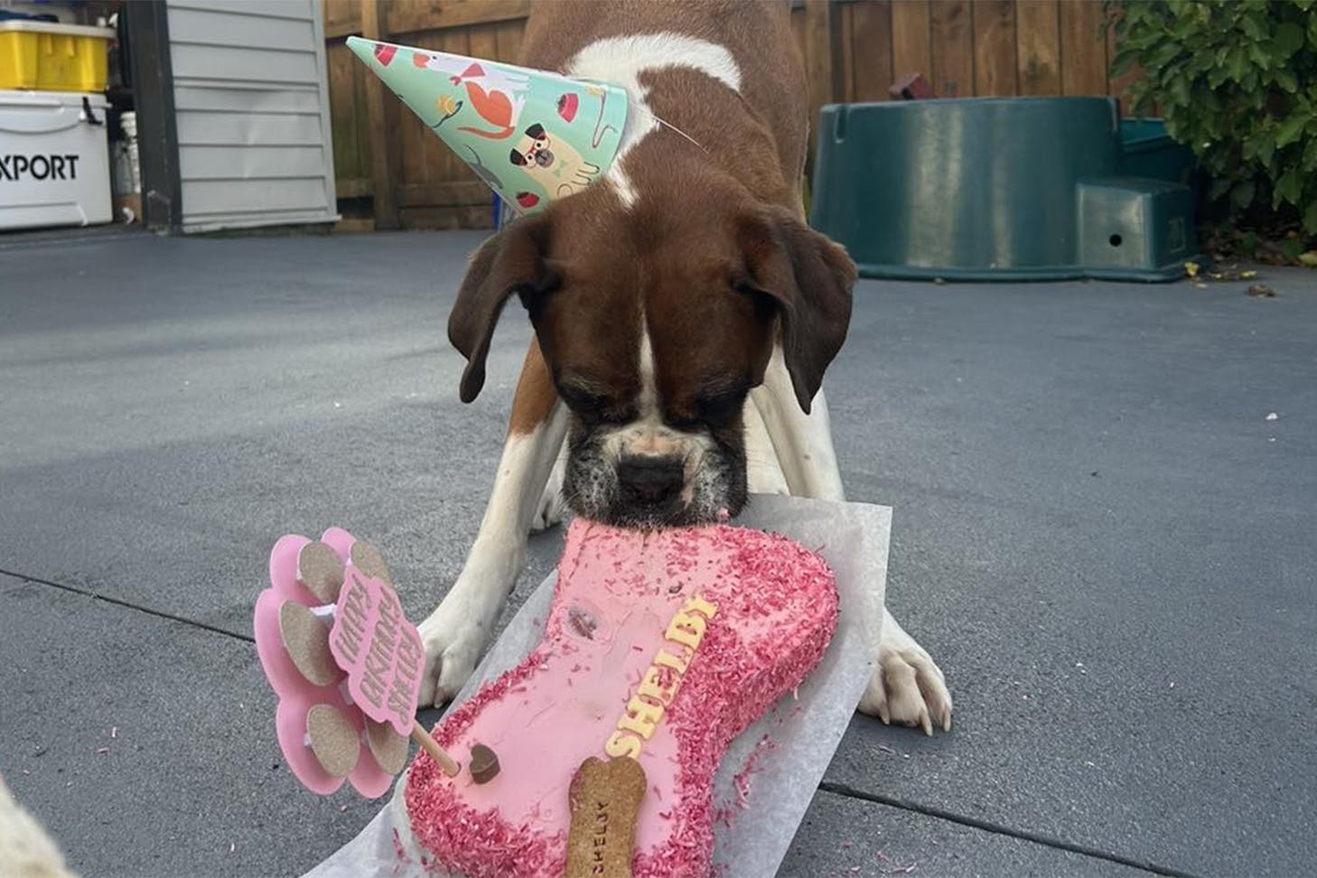 A dog in a party hat tears into his birthday cake from The Bakuterie Box, one of the best NZ-made dog treats in New Zealand.